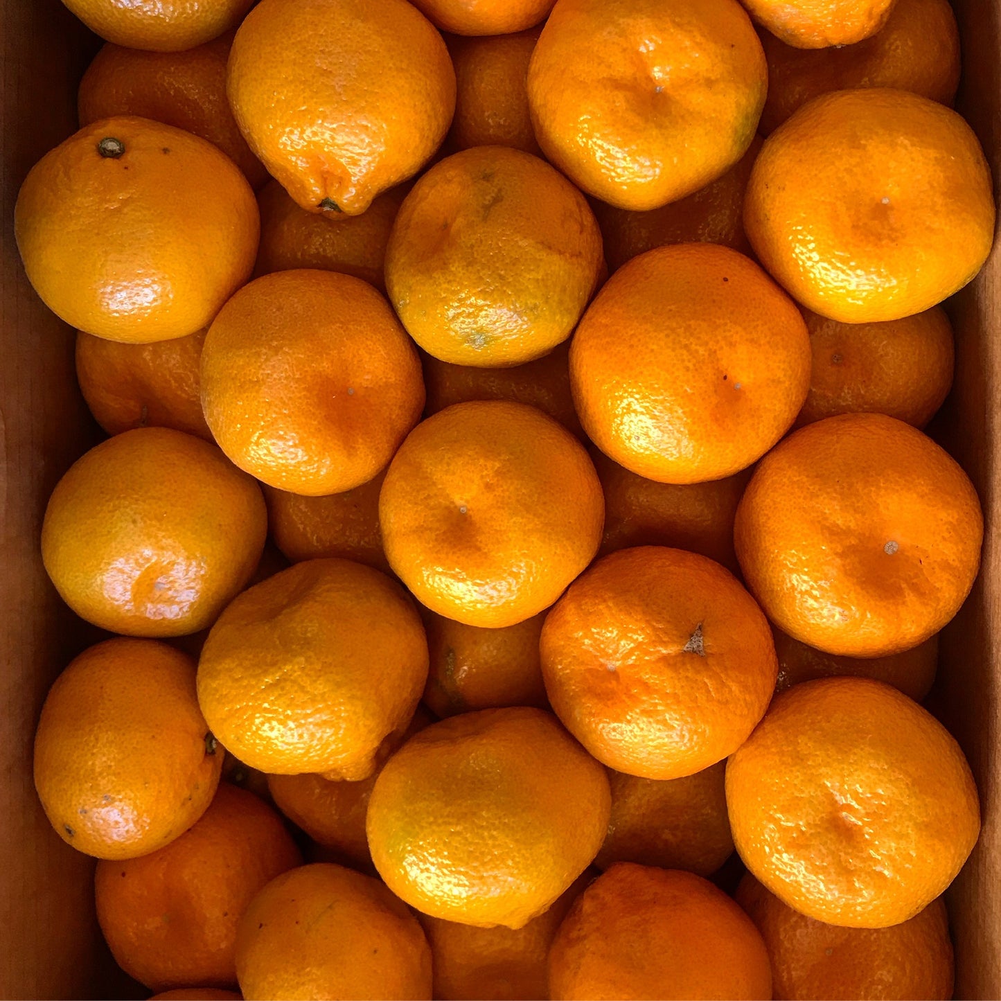 Satsumas