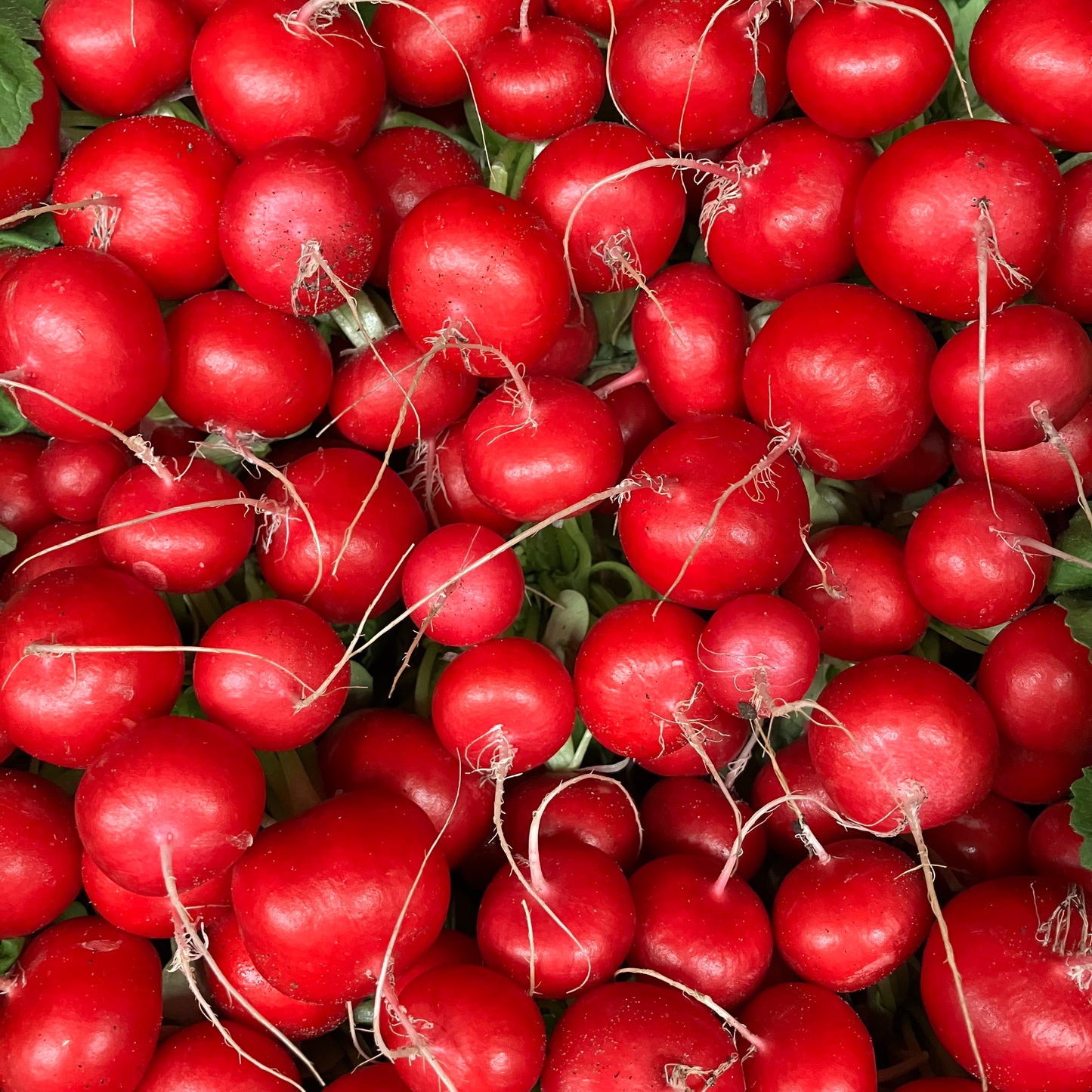 Radish (Bunch)
