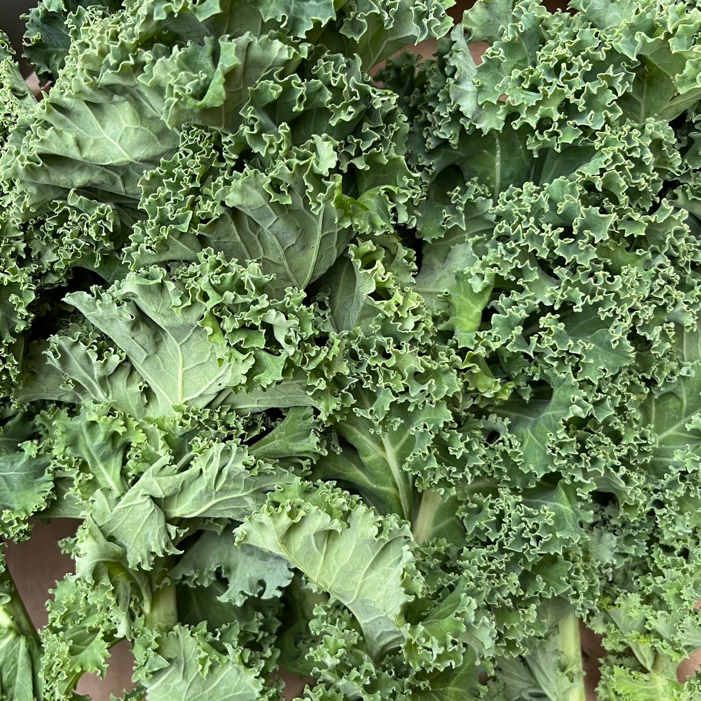 Kale (1 bag)