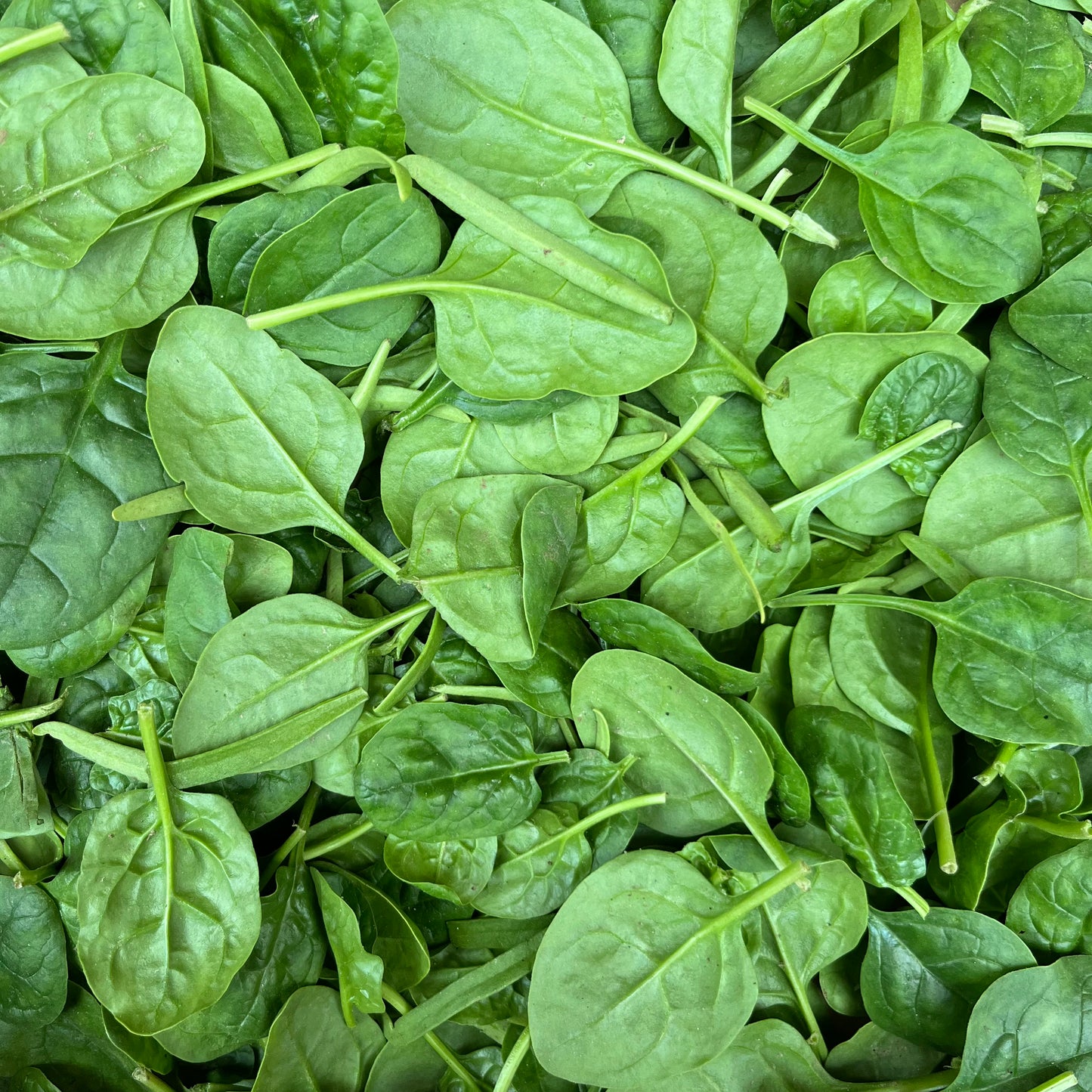 Spinach (125g)