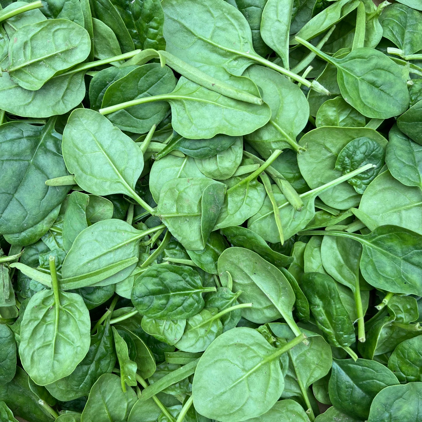 Spinach (125g)