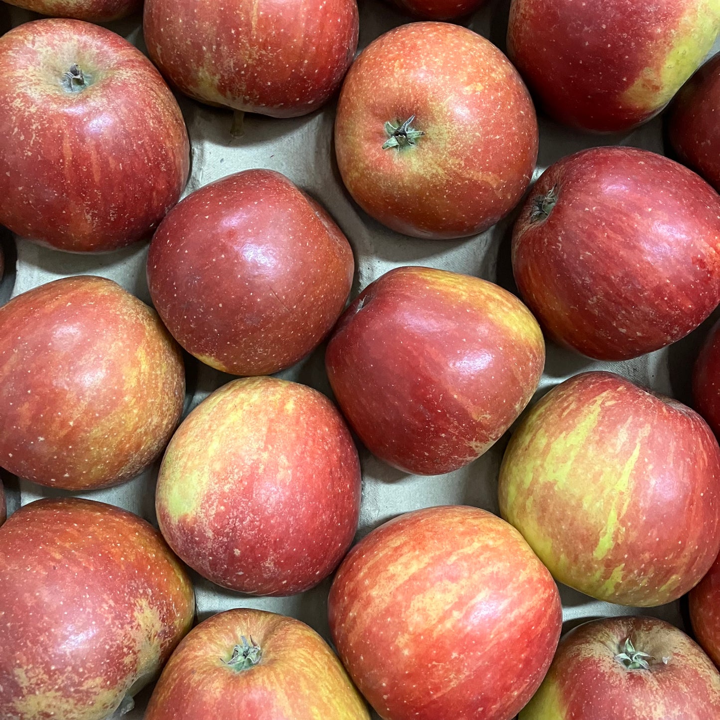 English Coxes Apples