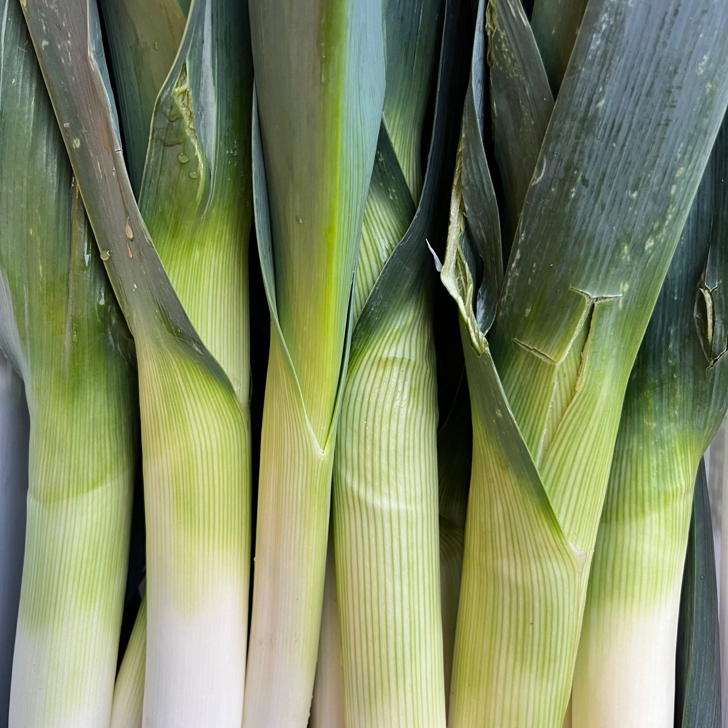 Leeks