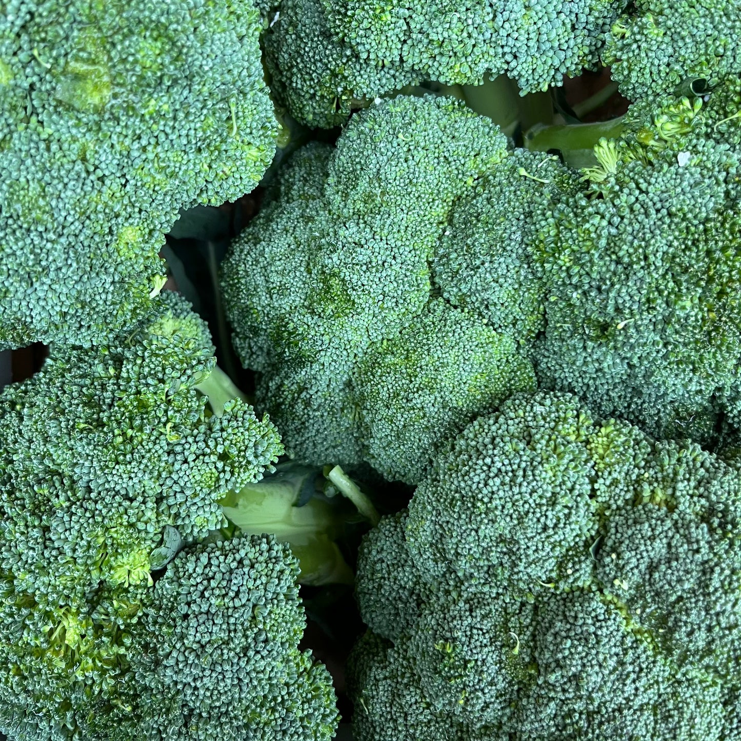 Broccoli