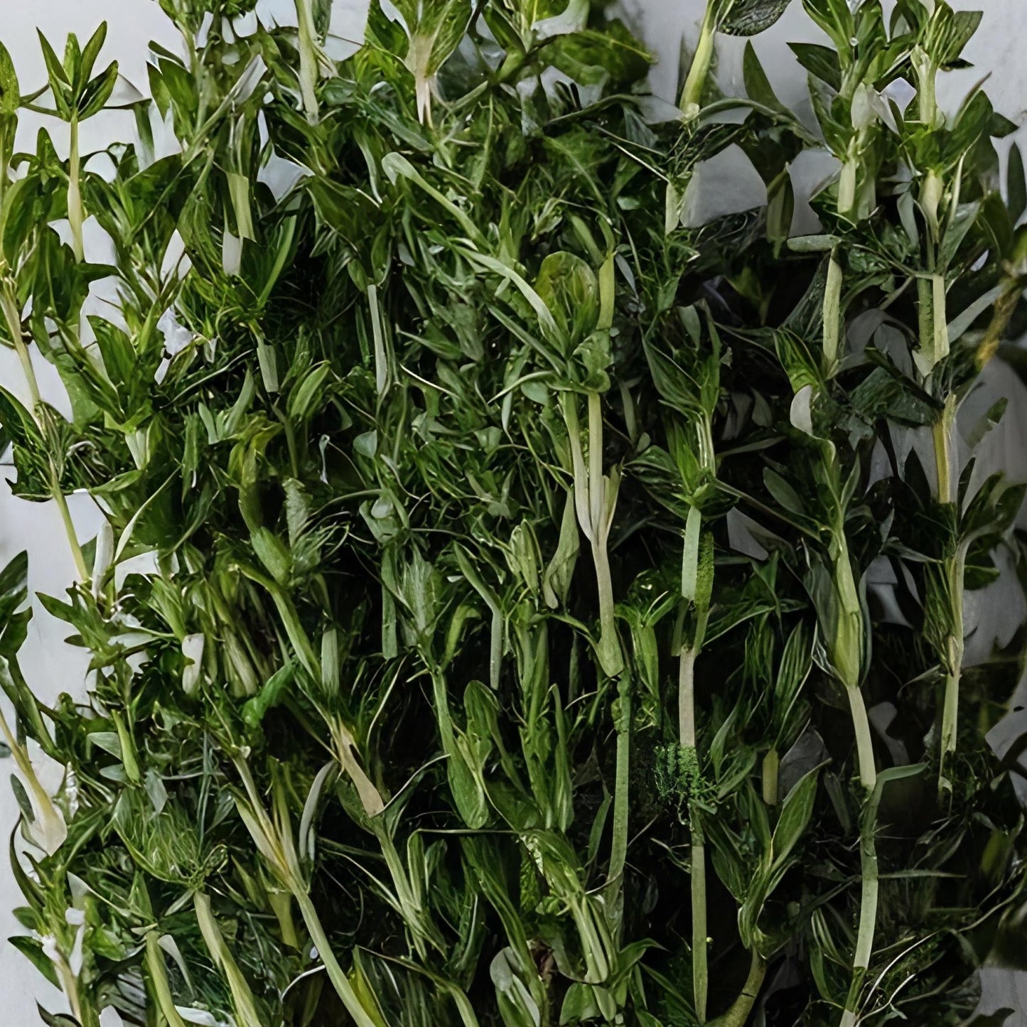 Thyme (Bunch)