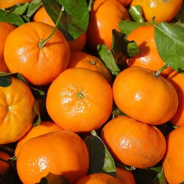 Clementines