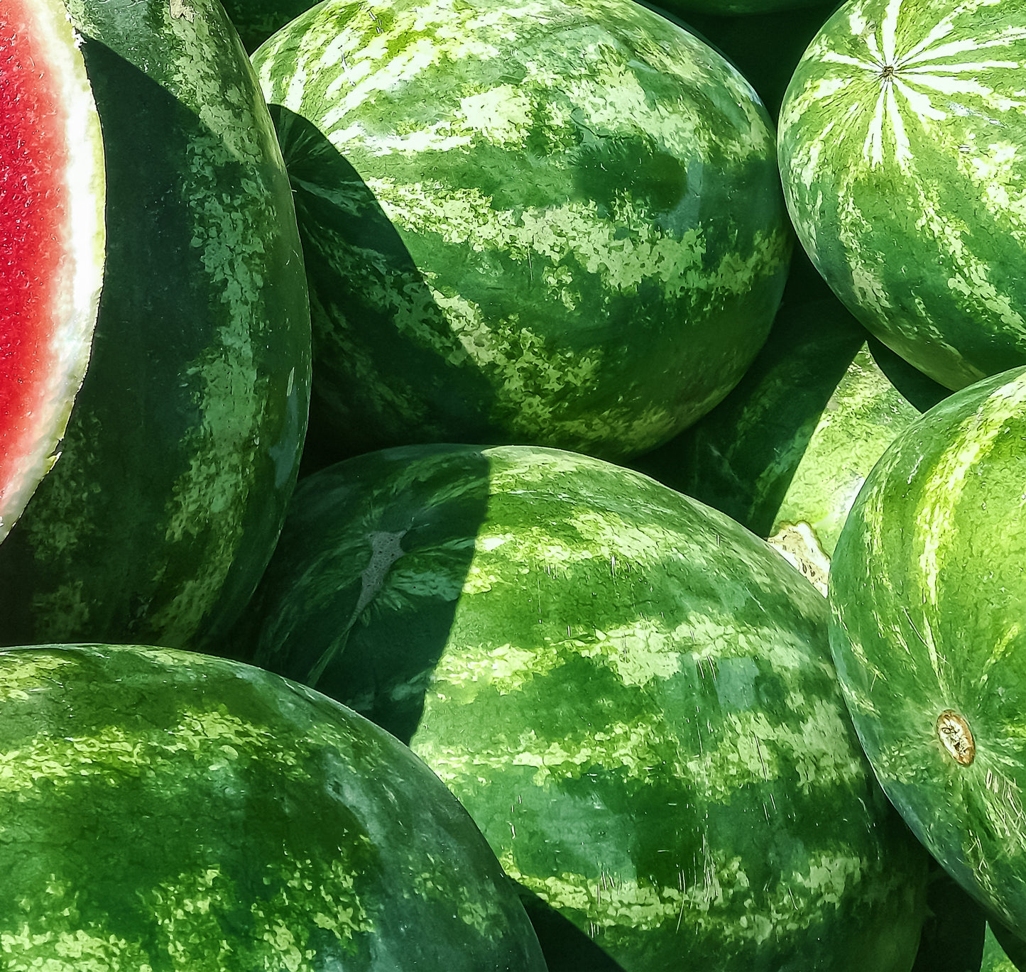 Seedless Watermelon
